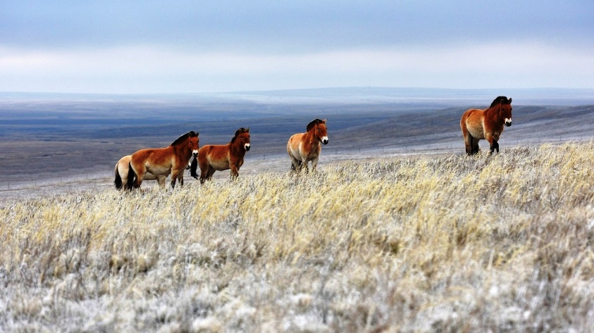 The Orenburg State Nature Reserve: The Union of Steppes and Wild Ungulates Кадр из фильма «The Orenburg State Nature Reserve: The Union of Steppes and Wild Ungulates»