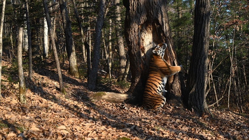 Land of the Leopard, or The Phenomenon of Man Кадр из фильма «Land of the Leopard, or The Phenomenon of Man»