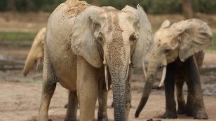 Кадр из фильма «О чем говорят лесные слоны»
