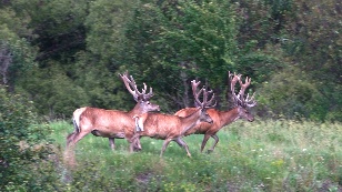 Кадр из фильма «Deer Park»