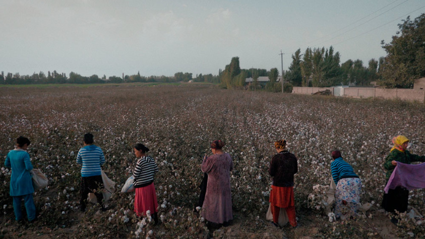 Кадр из фильма «Cotton100%»