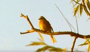 Кадр из фильма «Cuckoo's garden»