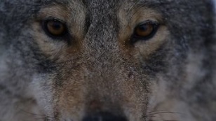 Кадр из фильма «Wolfhound»