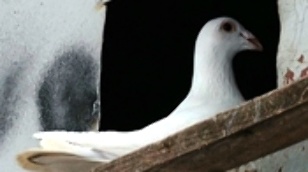 Кадр из фильма «The Pigeons»
