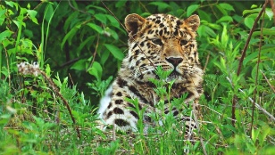 Кадр из фильма «Leo 80. The Story of a Leopard»