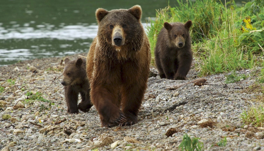 Кадр из фильма «Kamchatka Bears. Life Begings»