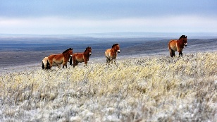 Кадр из фильма «Заповедник "Оренбургский": союз степей и диких копытных»