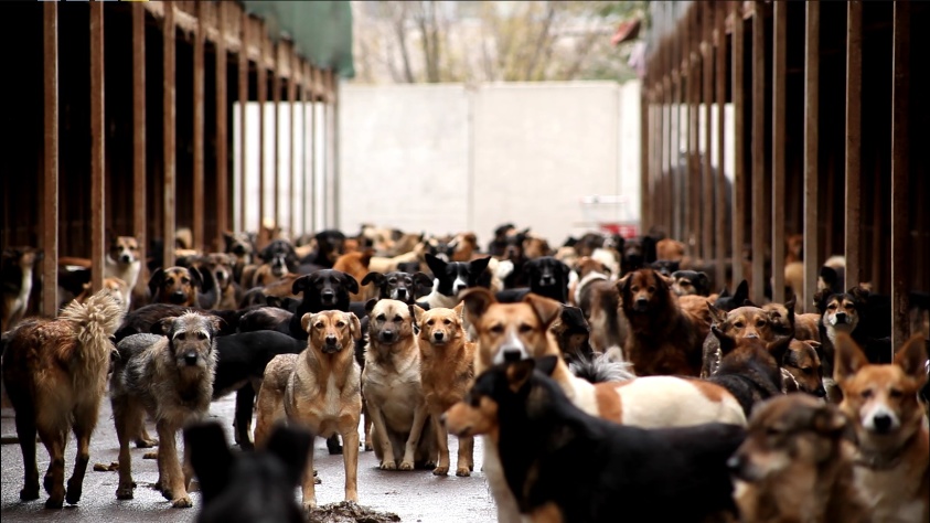 Кадр из фильма «Every dog»
