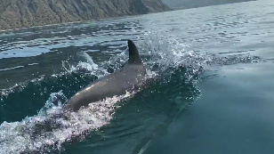 Кадр из фильма «Дельфины Черного моря»