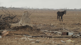 Кадр из фильма «Slums of the great steppe»