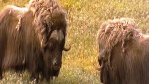 The return of the musk ox