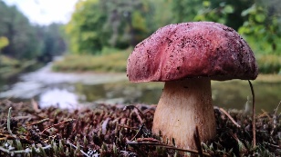 Mushroom country