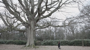 Кадр из фильма «Дерево, которое будет посажено завтра»