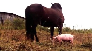 Кадр из фильма «Лёнин конь и Лёня»