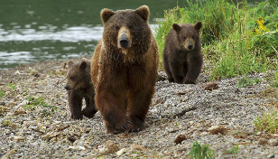 Kamchatka Bears. Life Begings