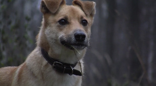 Кадр из фильма «Чему может научить собака, или Утренние прогулки с Джимом»