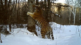 By the Path of Amur Tiger