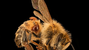 Почему умирают пчелы?