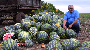 Nikolai and watermelon paradise