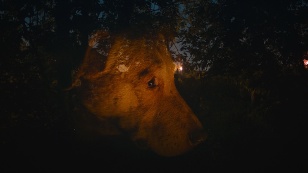 Dreaming Dogs