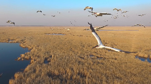 Free Bird