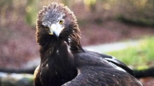 Beak and claw. Real bird life