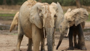 What forest elephants talk about