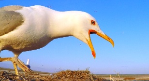 Животный мир Хакасии