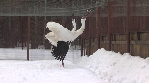 The Tale of the White Cranes
