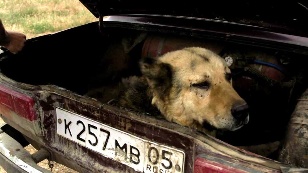 Собаки