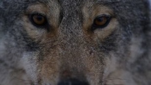 Wolfhound