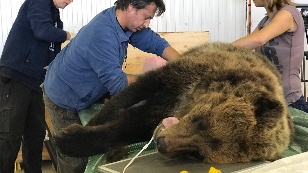 Land of Bears