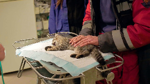 Cat-o-saver