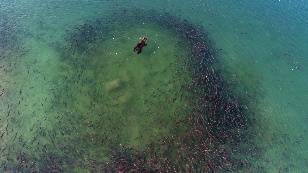 Sockeye Salmon. Red fish