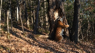 Land of the Leopard, or The Phenomenon of Man