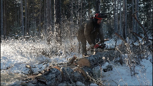 Cut down emergency trees