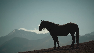 Highlanders wings. Karachay horse