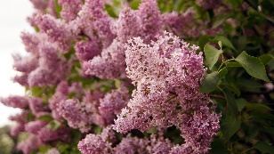 Lilac garden