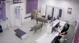 ПВЗ. Повествование Всенародного Загнивания