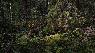 Forest. Guardian of life