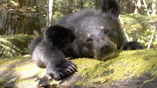 My Bears: Himalayans