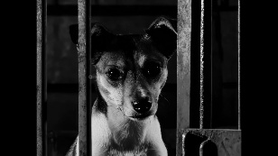 Laika will never return to Earth