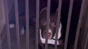 Тест с кровью