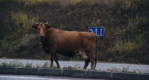 SIDELINED - Silent Voices of Sibiria