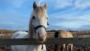 Tracks leading to the manege