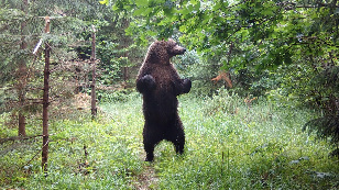 Notes from the Woods