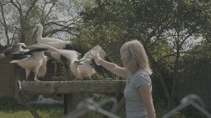 Дом белого аиста